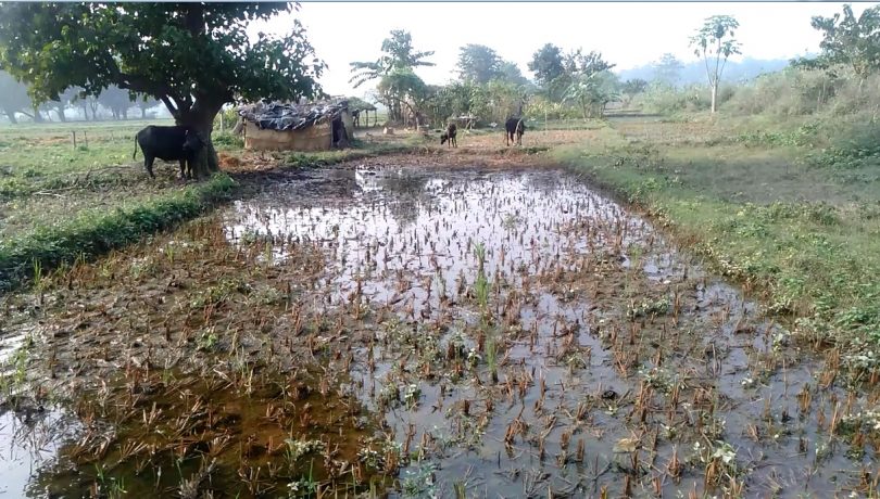 आरक्षपीडित बस्तीमा बाढी ६५ झुपडी क्षतिग्रस्त, काटेर राखेको धान नदीले बगायो