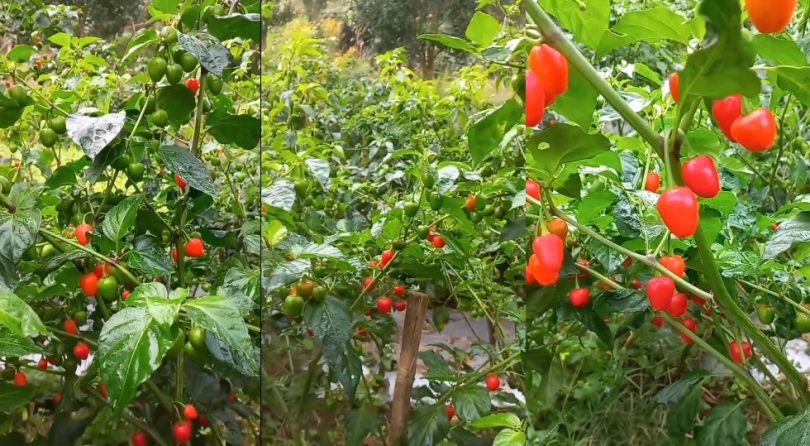 राजनीति गर्दा लागेको ऋण तिर्न अकबरे खेती