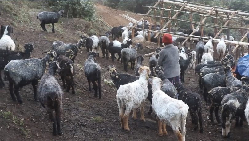 भेडापालन व्यवसाय संकटमा