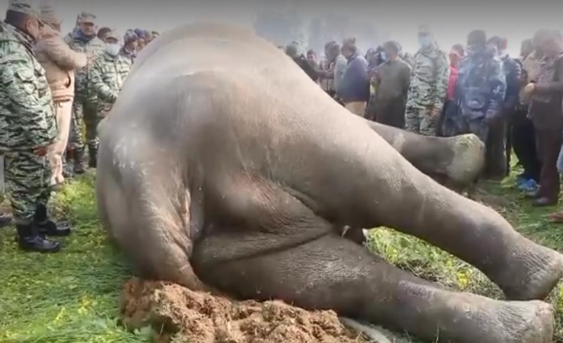 बर्दियाको राजापुरमा जंगली हात्तीको अस्वाभावीक मृत्यु