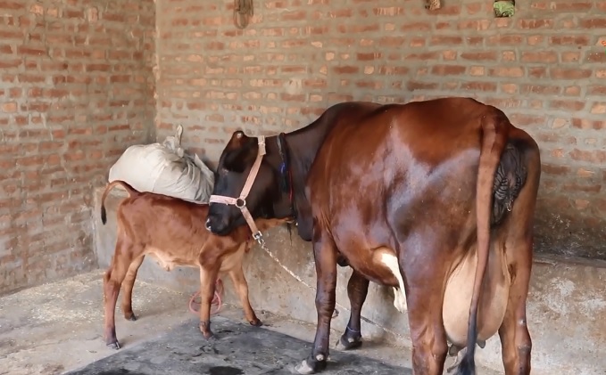 दूधको मूल्य बढ्ने