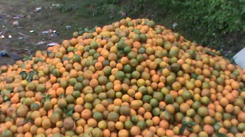 फलेवास नगर क्षेत्रमा सुन्तला उत्पादनमा कमी