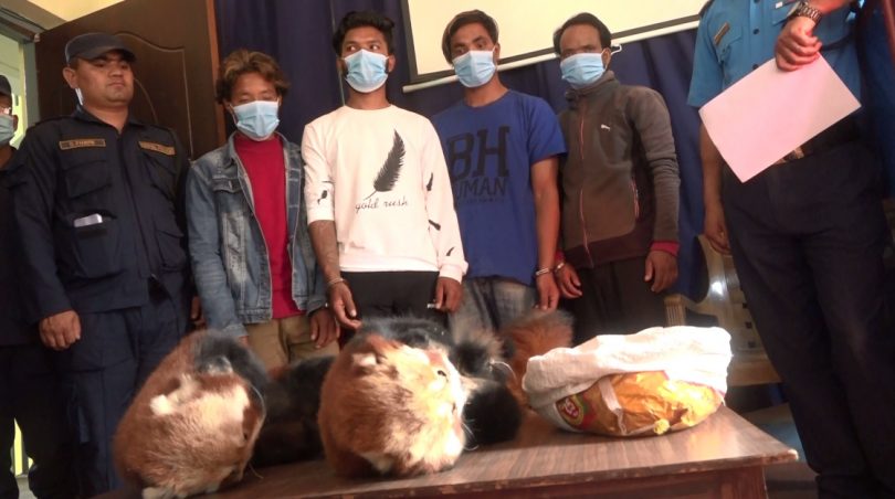 दुर्लभ वन्यजन्तु रेडपाण्डाको छालासहित ४ जना पक्राउ