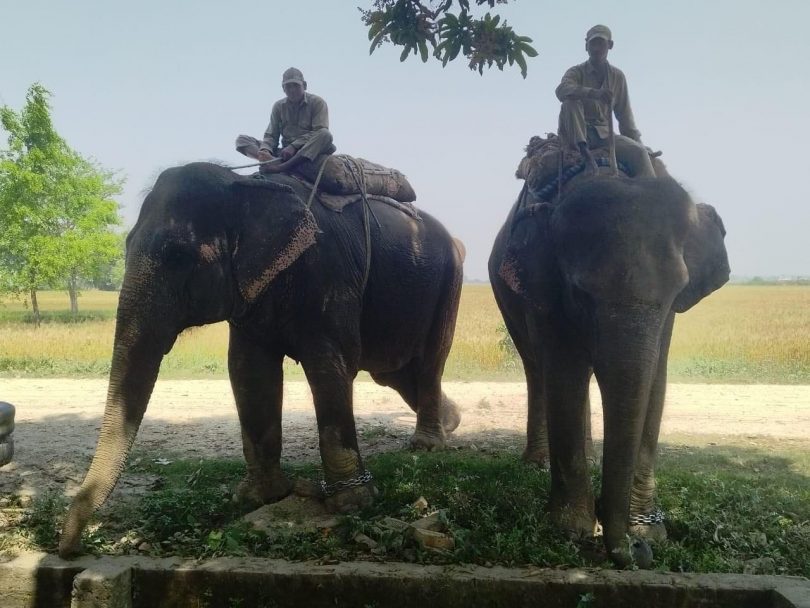 हातीसहित तीन जनालाई पक्राउ